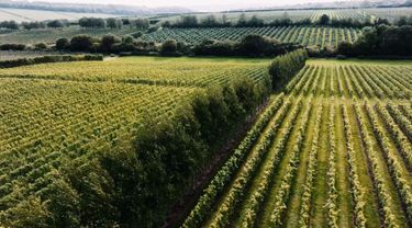 Aerial view of the Domaine Evremond vineyard rows
