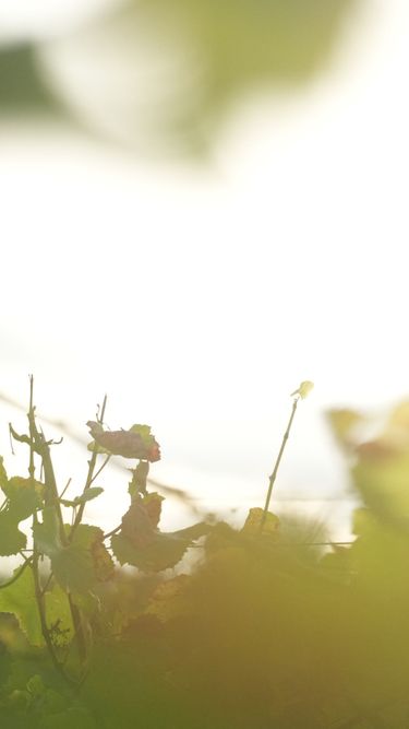 Close-up of grapevine foliage in sunlight at Domaine Evremond