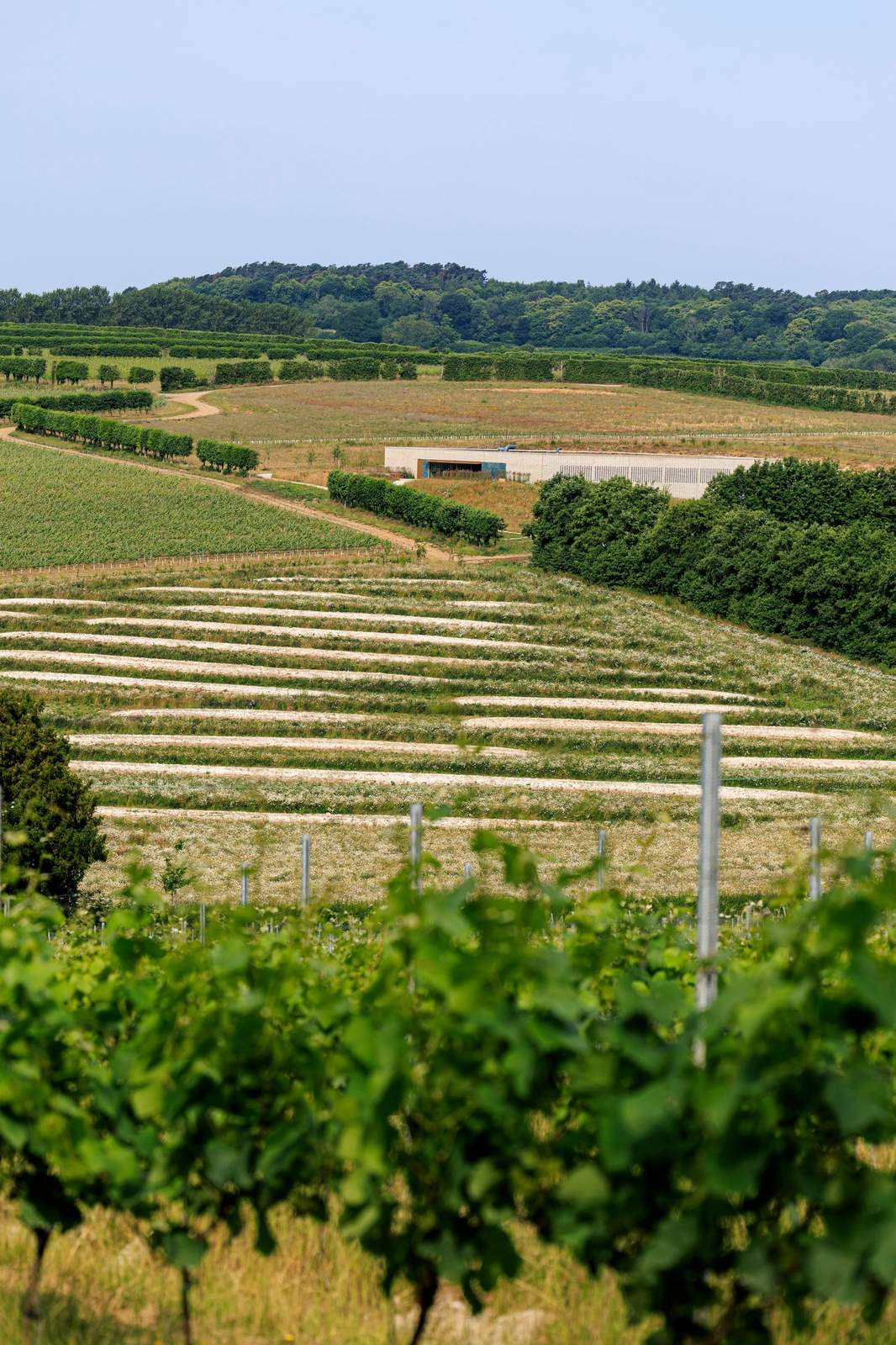 Panoramic view of the Domaine Evremond vineyard rows
