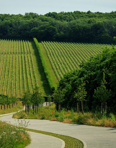 Vineyard rows beside a winding path at Domaine Evremond