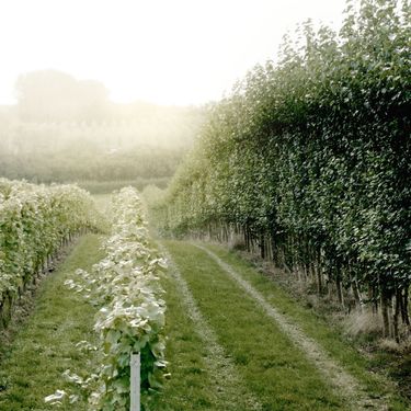 Sunlit vineyard rows at Domaine Evremond