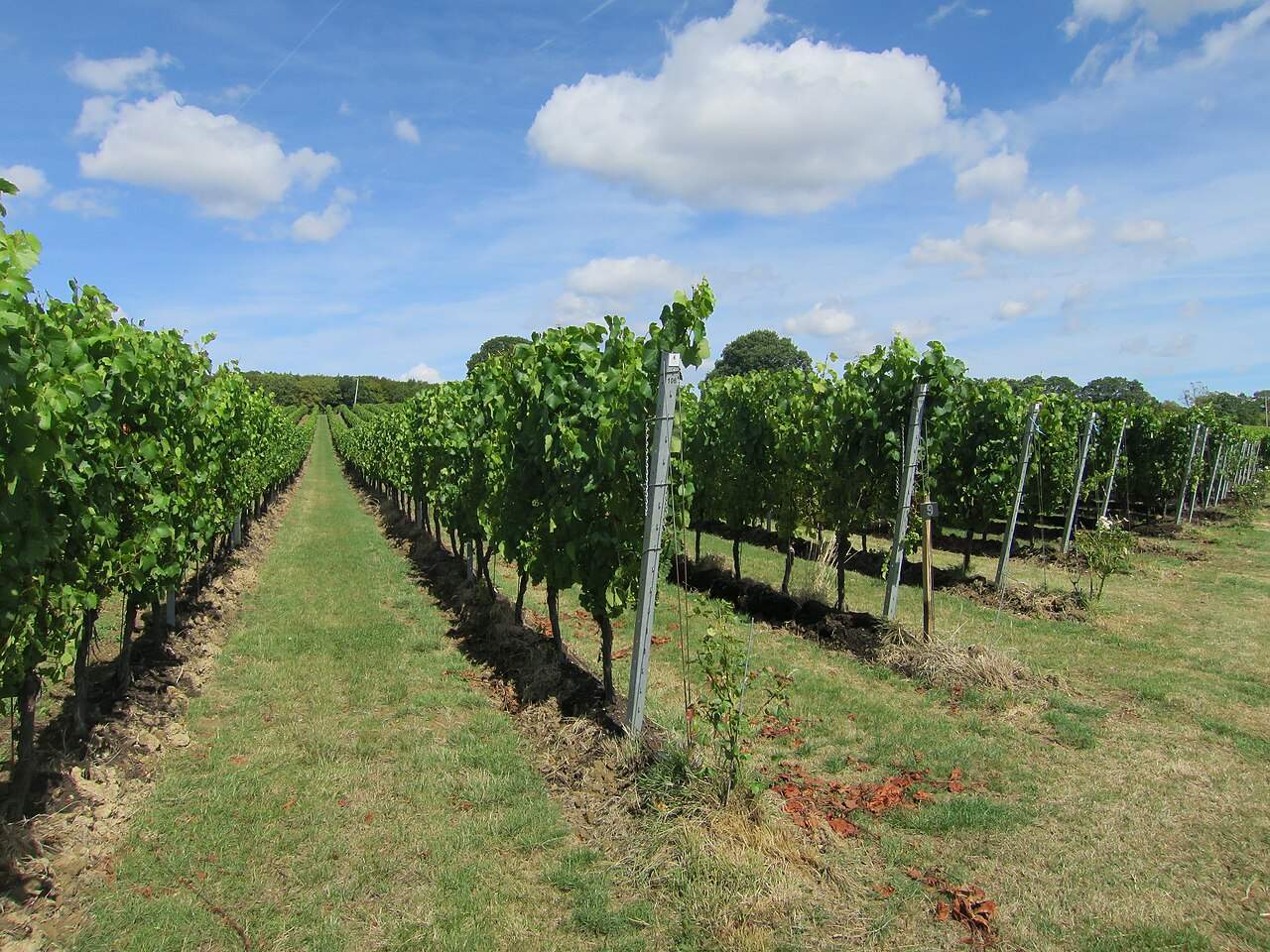 Gusbourne Vineyard, Appledore