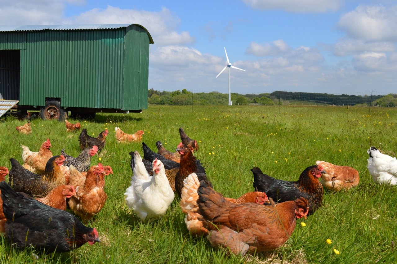 Free-range hens at Landews Meadow