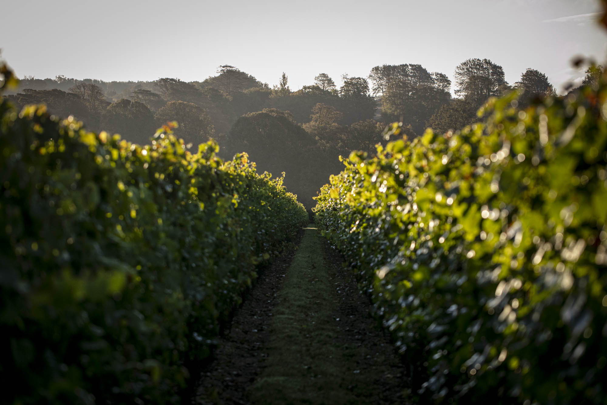 Harvest workers among the vines at Simpsons' Wine Estate