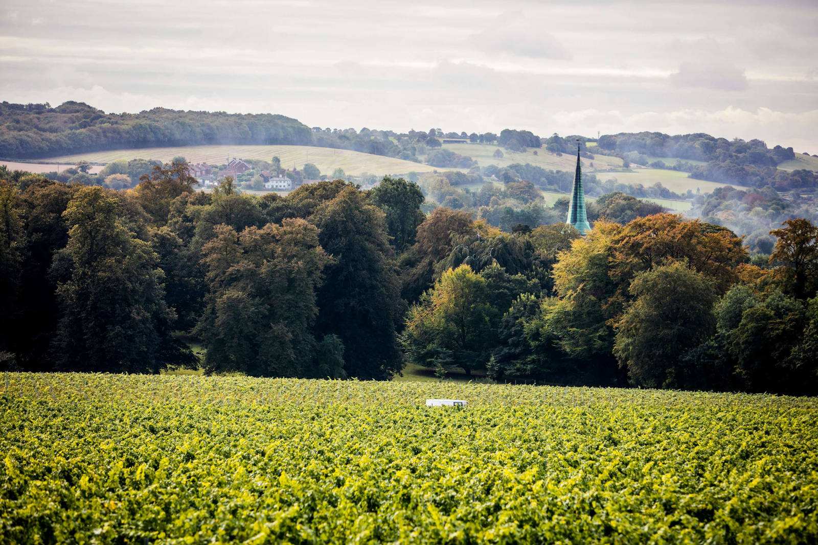 Harvest at Simpsons' Wine Estate